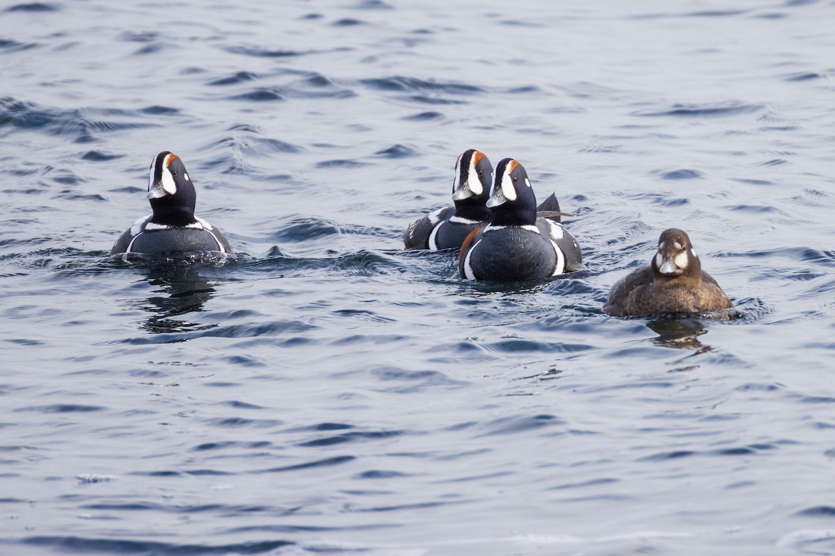 Harlequin Duck - ML615017884