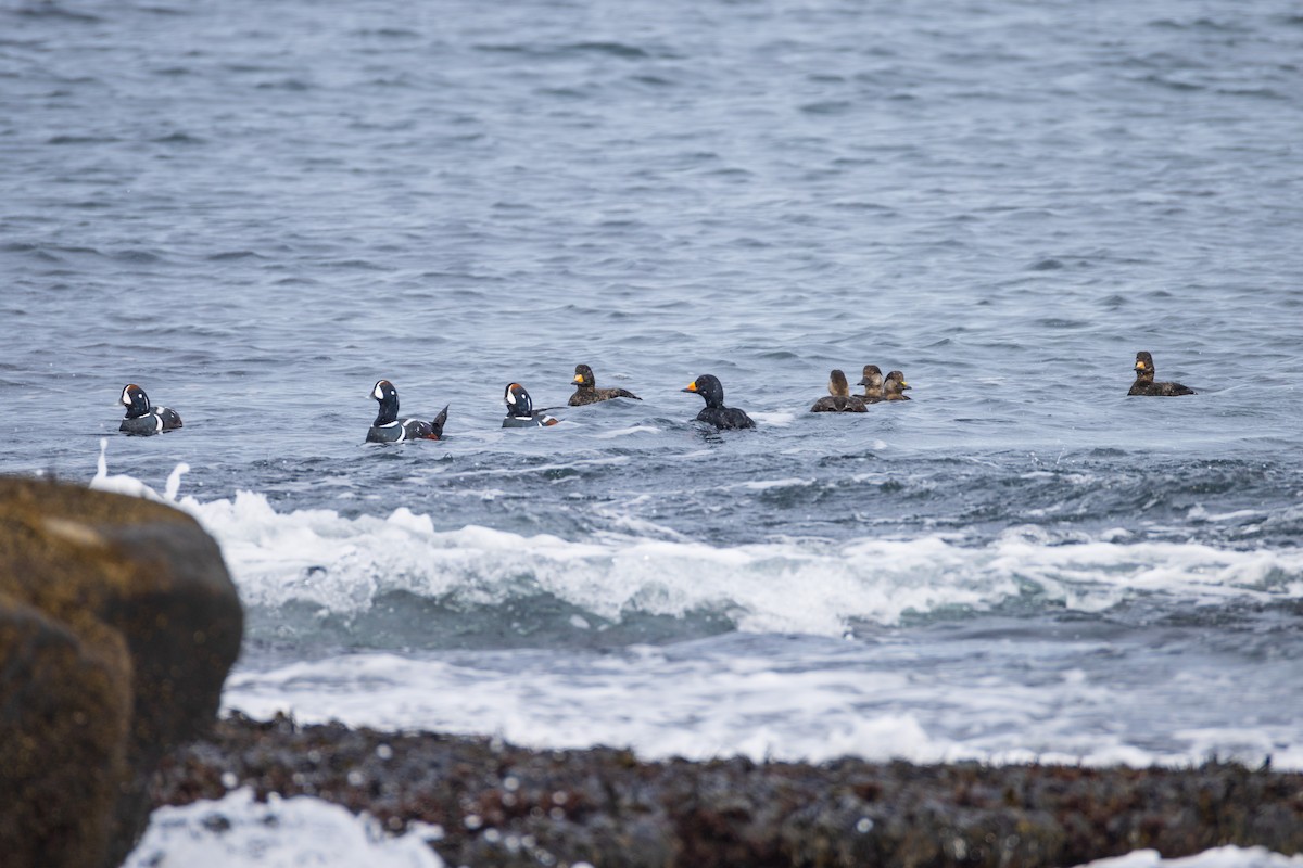 Harlequin Duck - Harris Stein