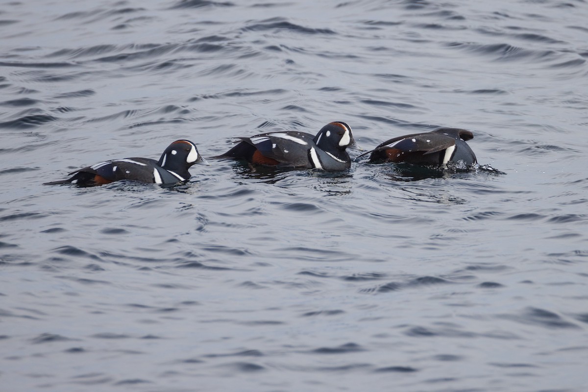 Harlequin Duck - ML615017886