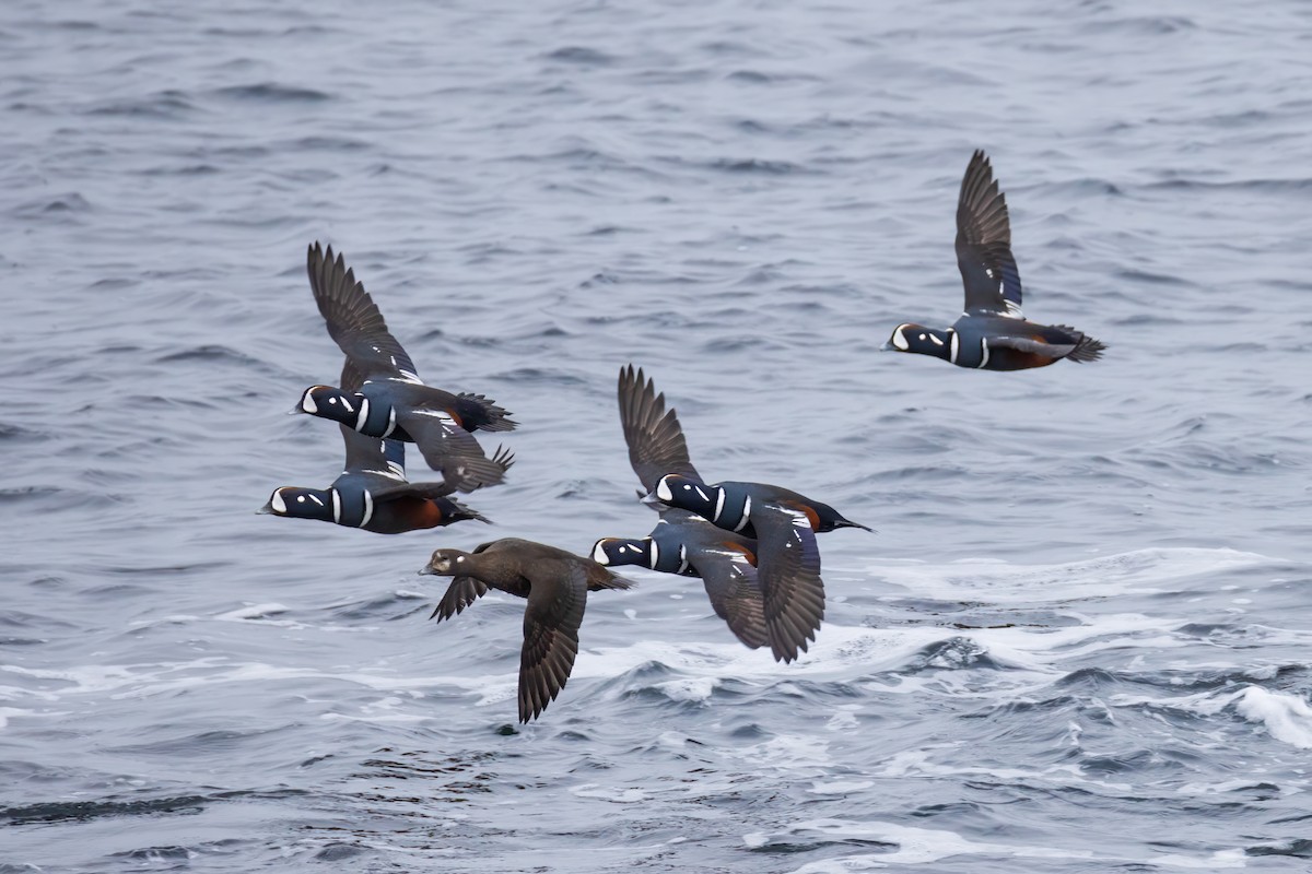 Harlequin Duck - ML615017887