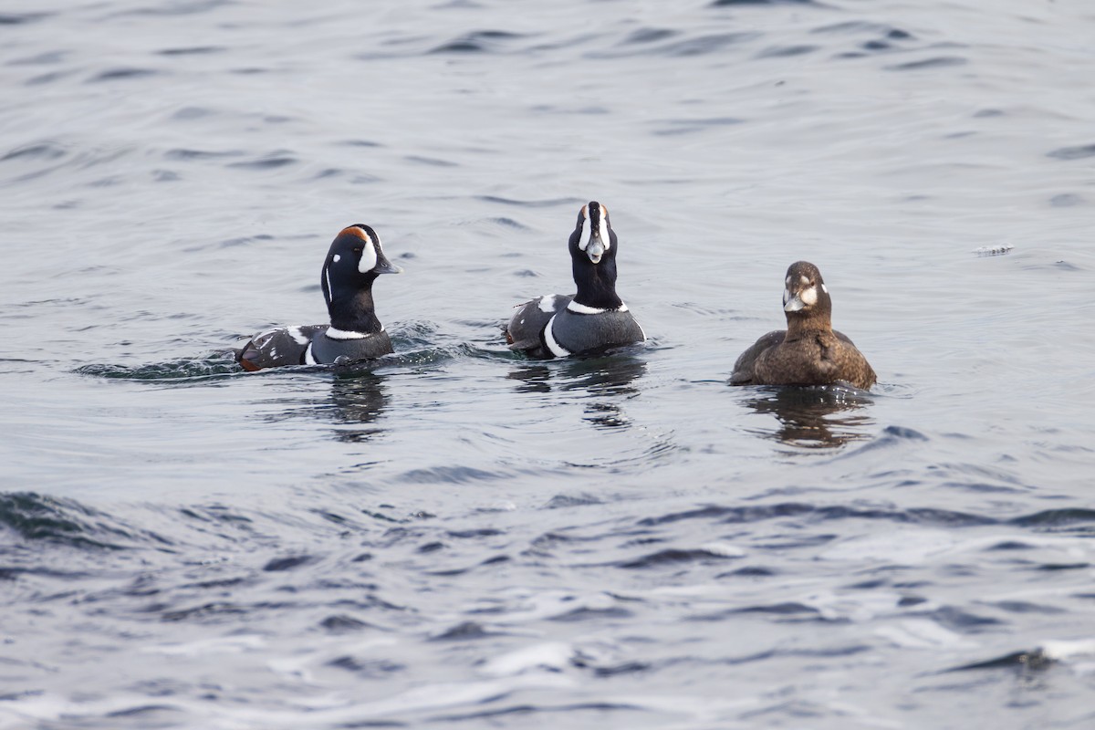 Harlequin Duck - Harris Stein