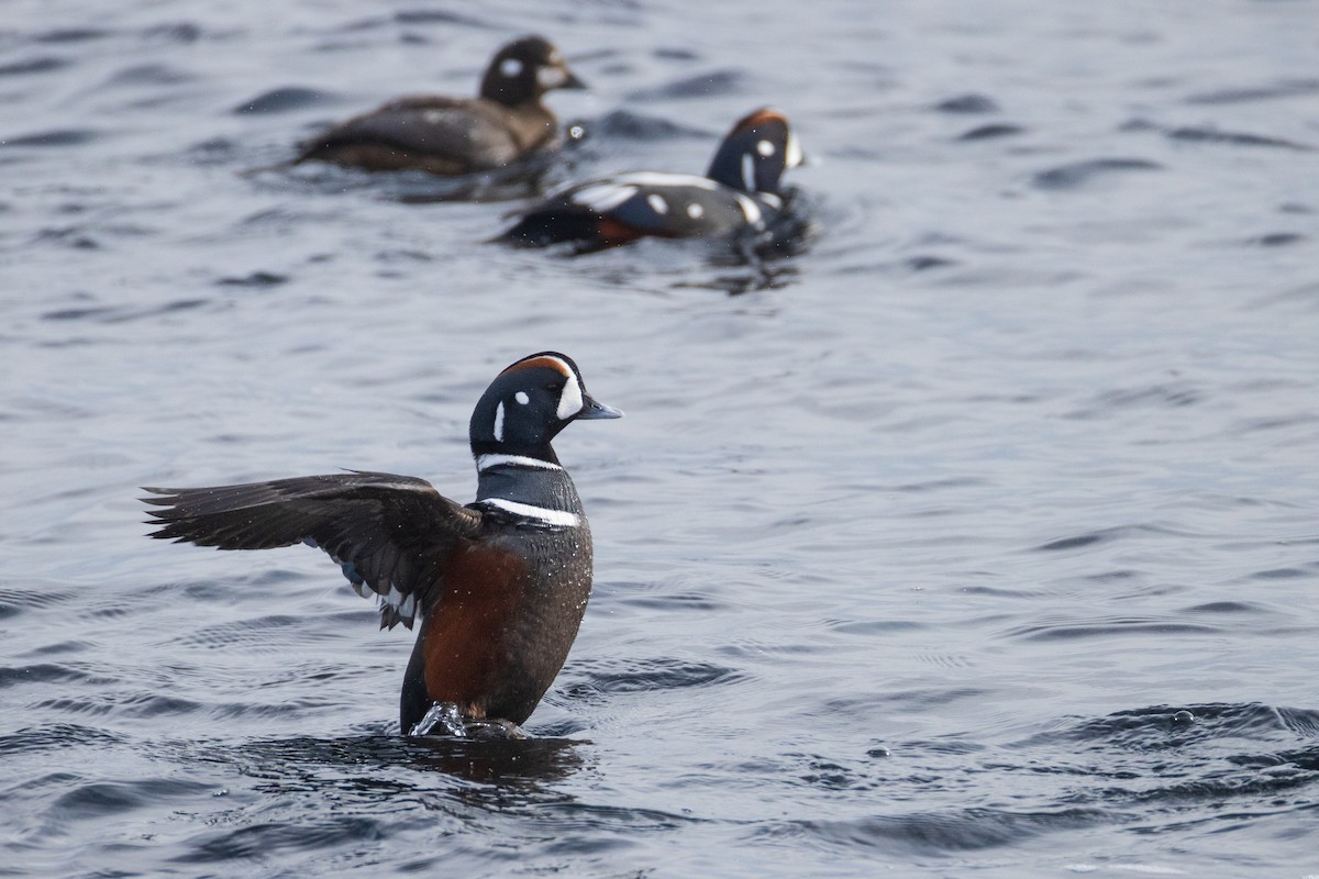 Harlequin Duck - ML615017889