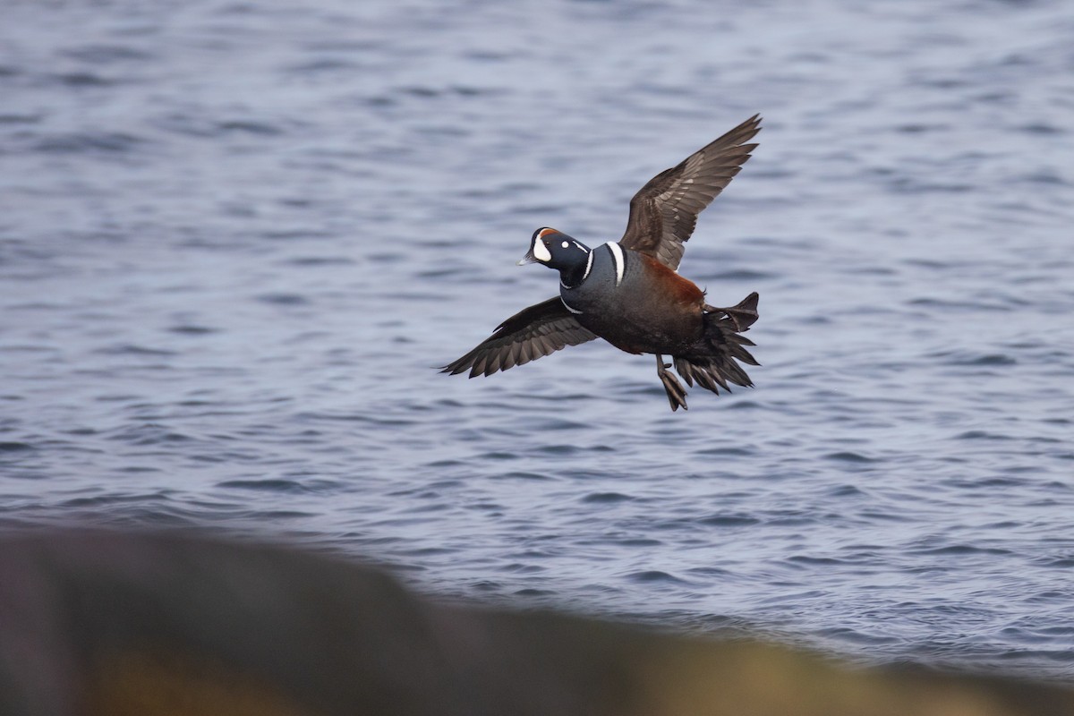 Harlequin Duck - ML615017893