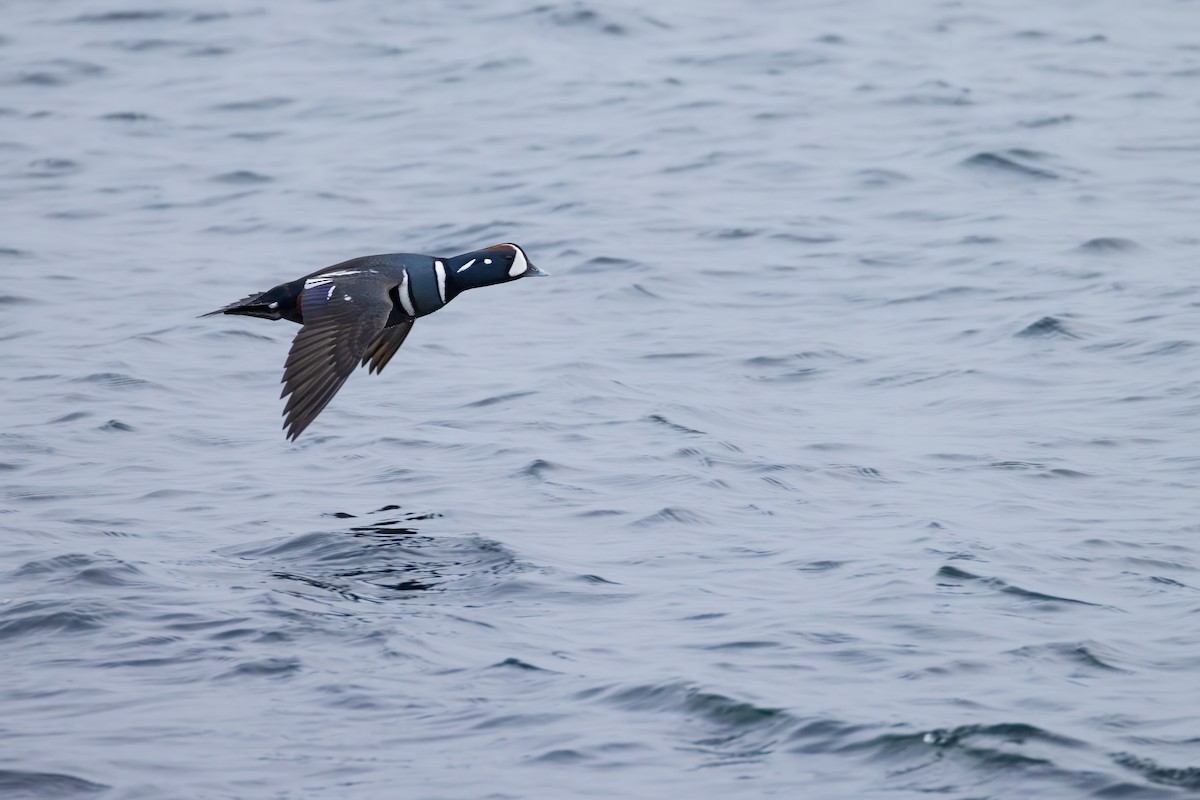 Harlequin Duck - ML615017894