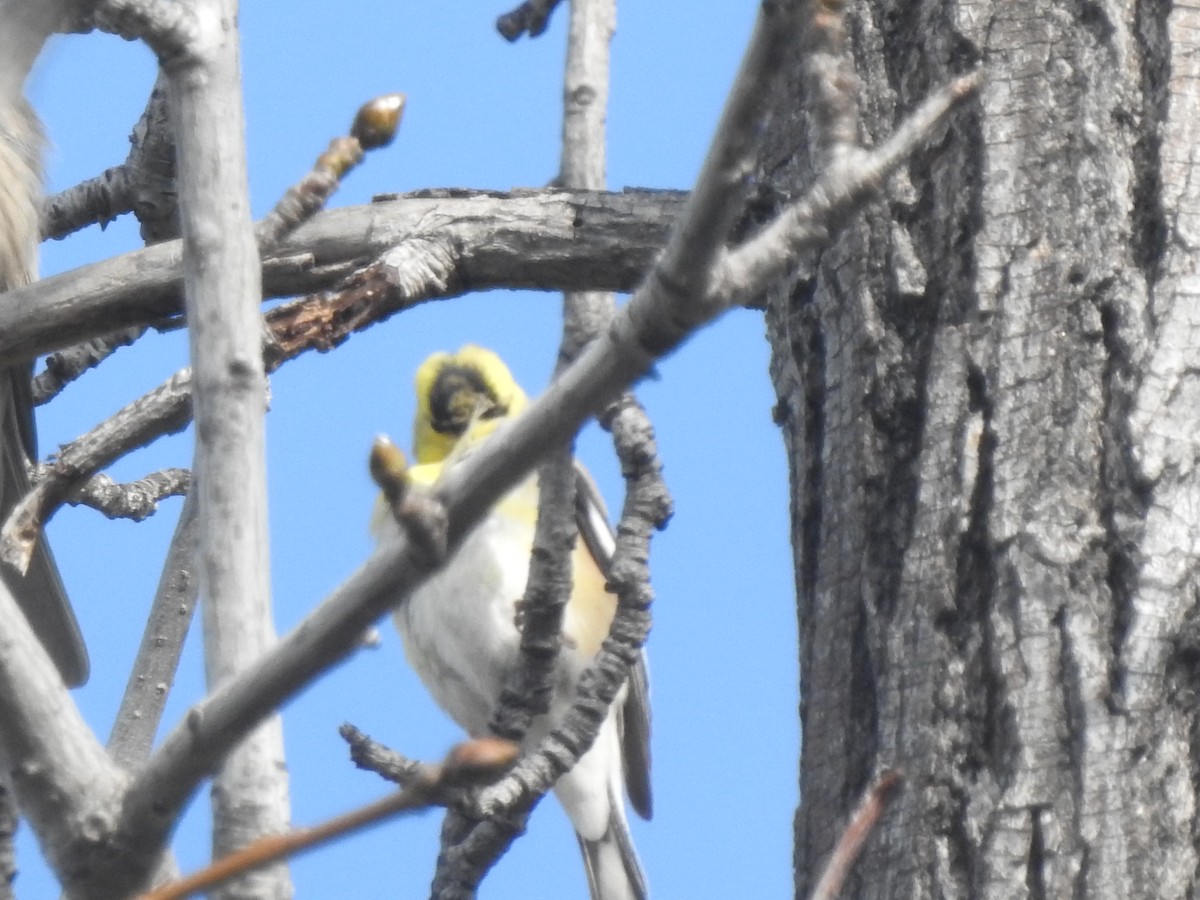 American Goldfinch - ML615017940