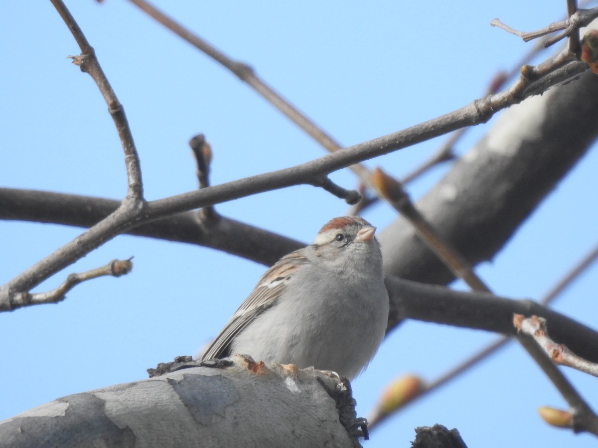Chipping Sparrow - ML615017988