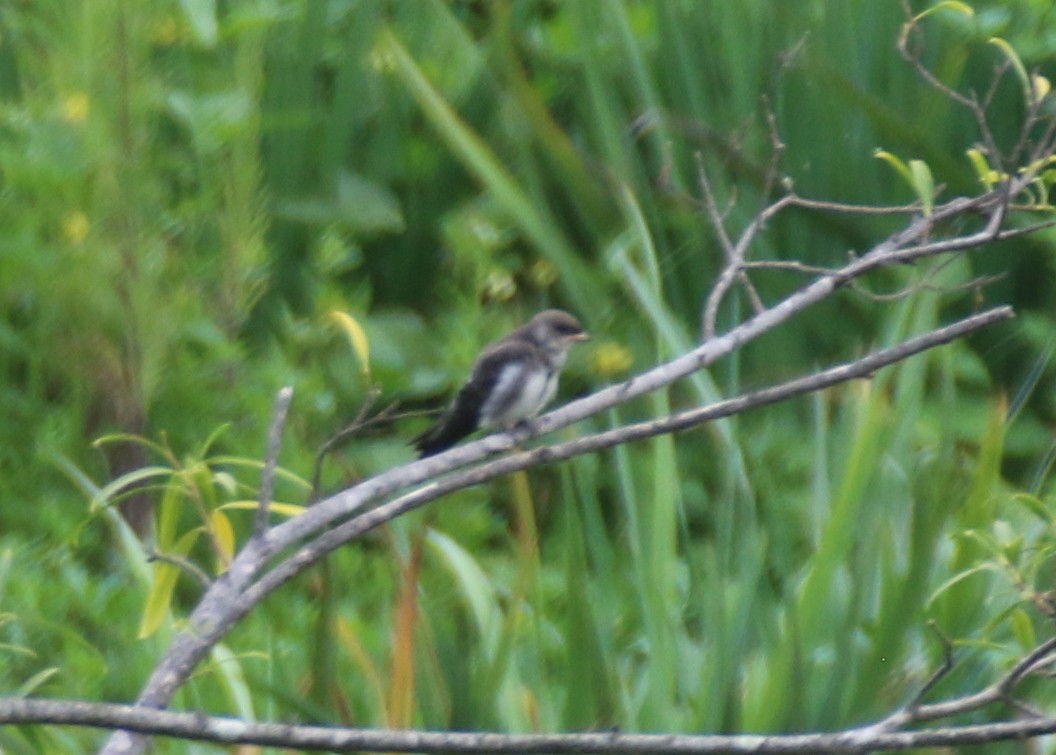 Brown-chested Martin (fusca) - Angela Conry