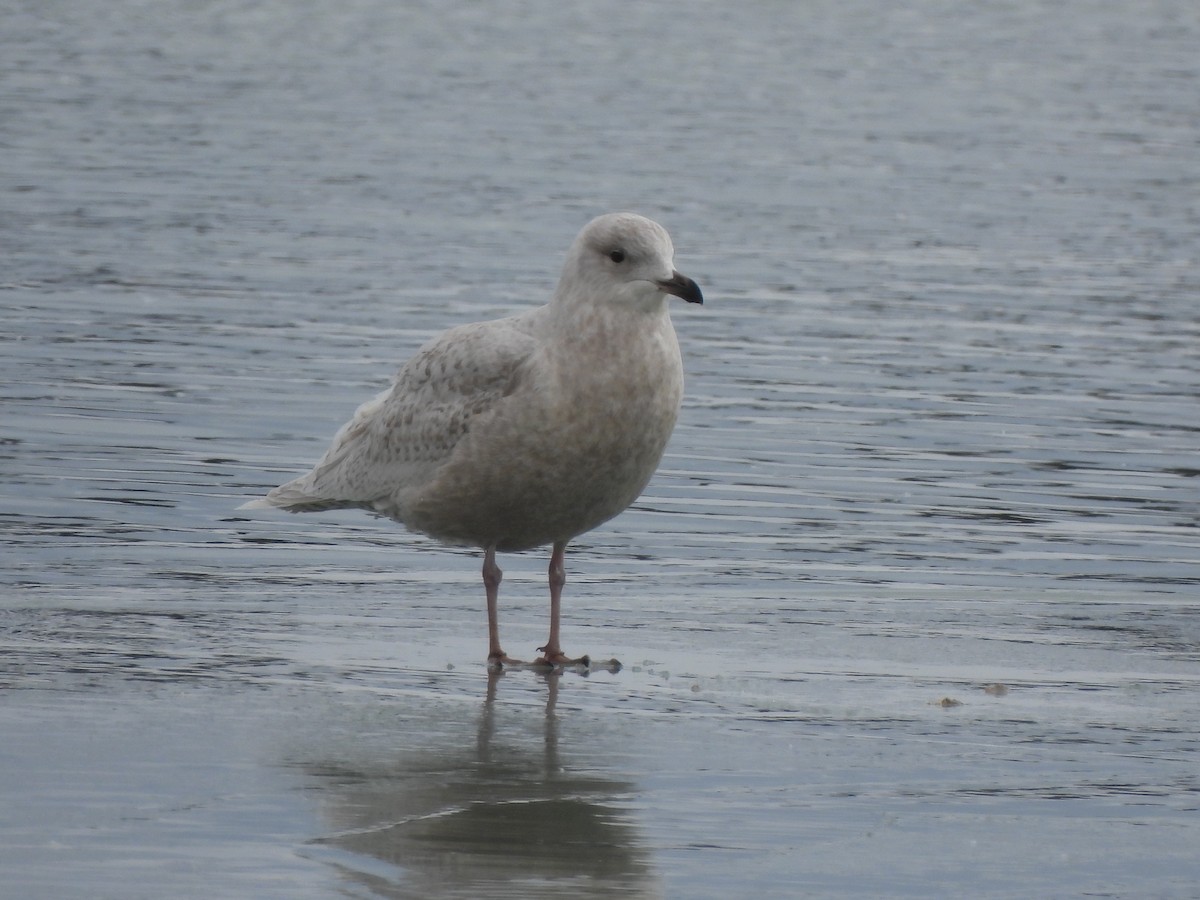 Iceland Gull - ML615018152