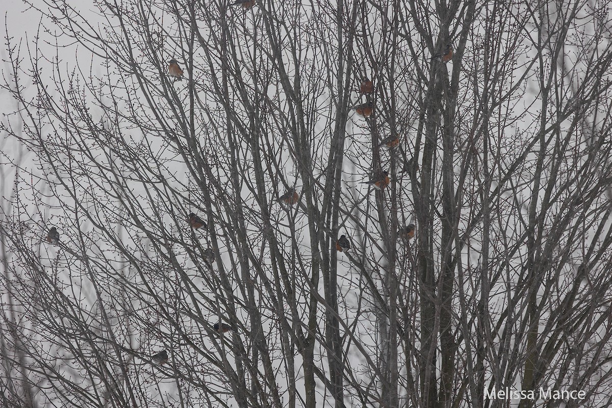 American Robin - ML615018165