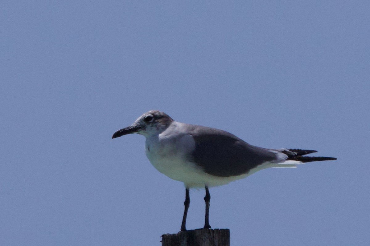 Laughing Gull - ML615018166