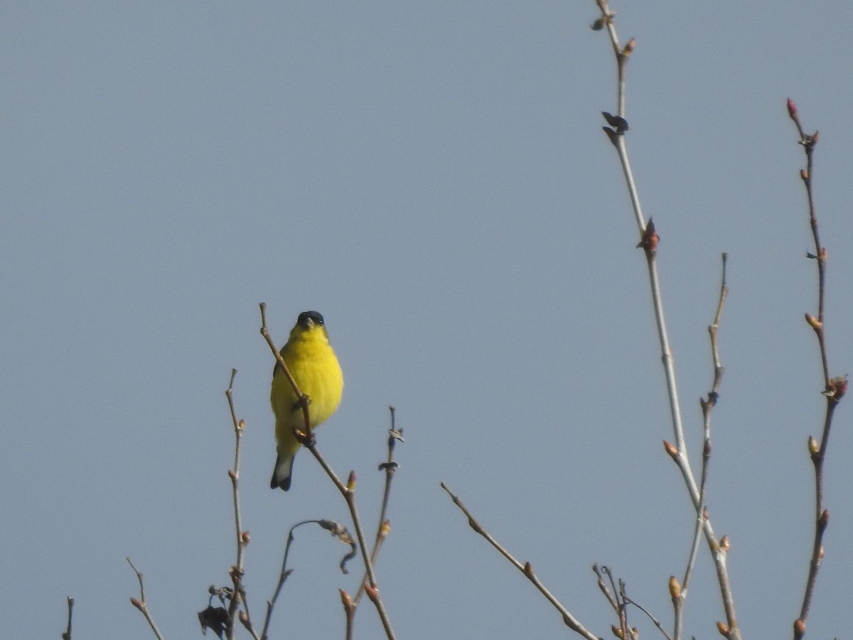 Lesser Goldfinch - ML615018168