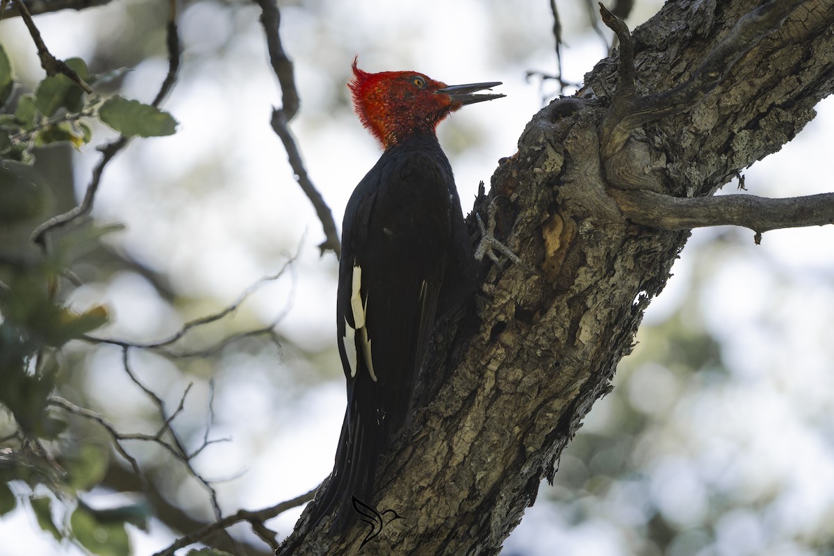 Magellanic Woodpecker - ML615018182
