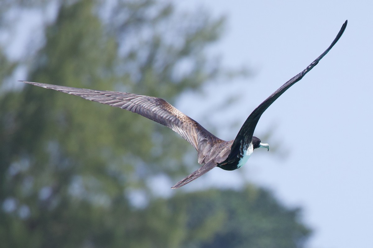 Magnificent Frigatebird - ML615018190