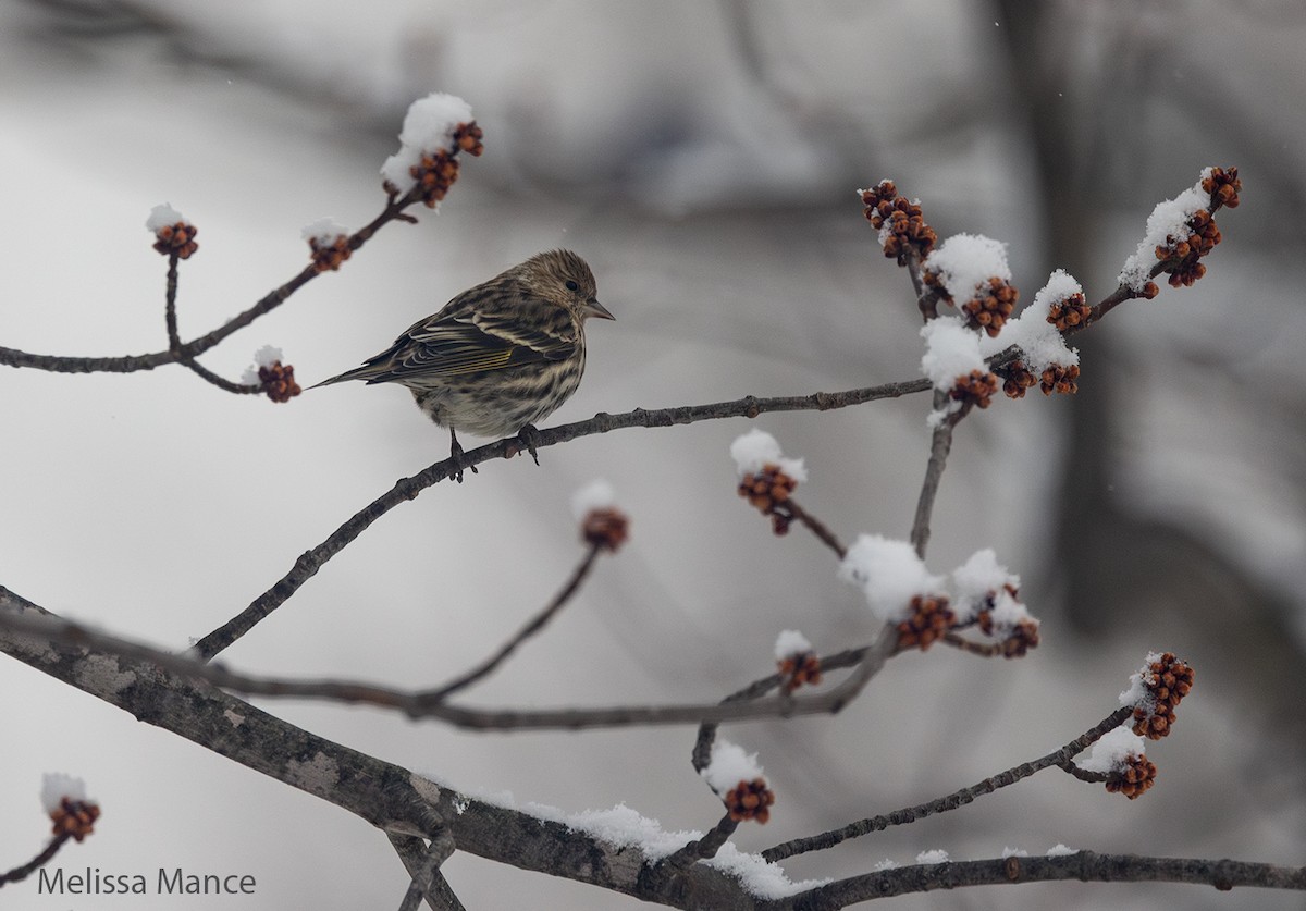 Pine Siskin - ML615018193