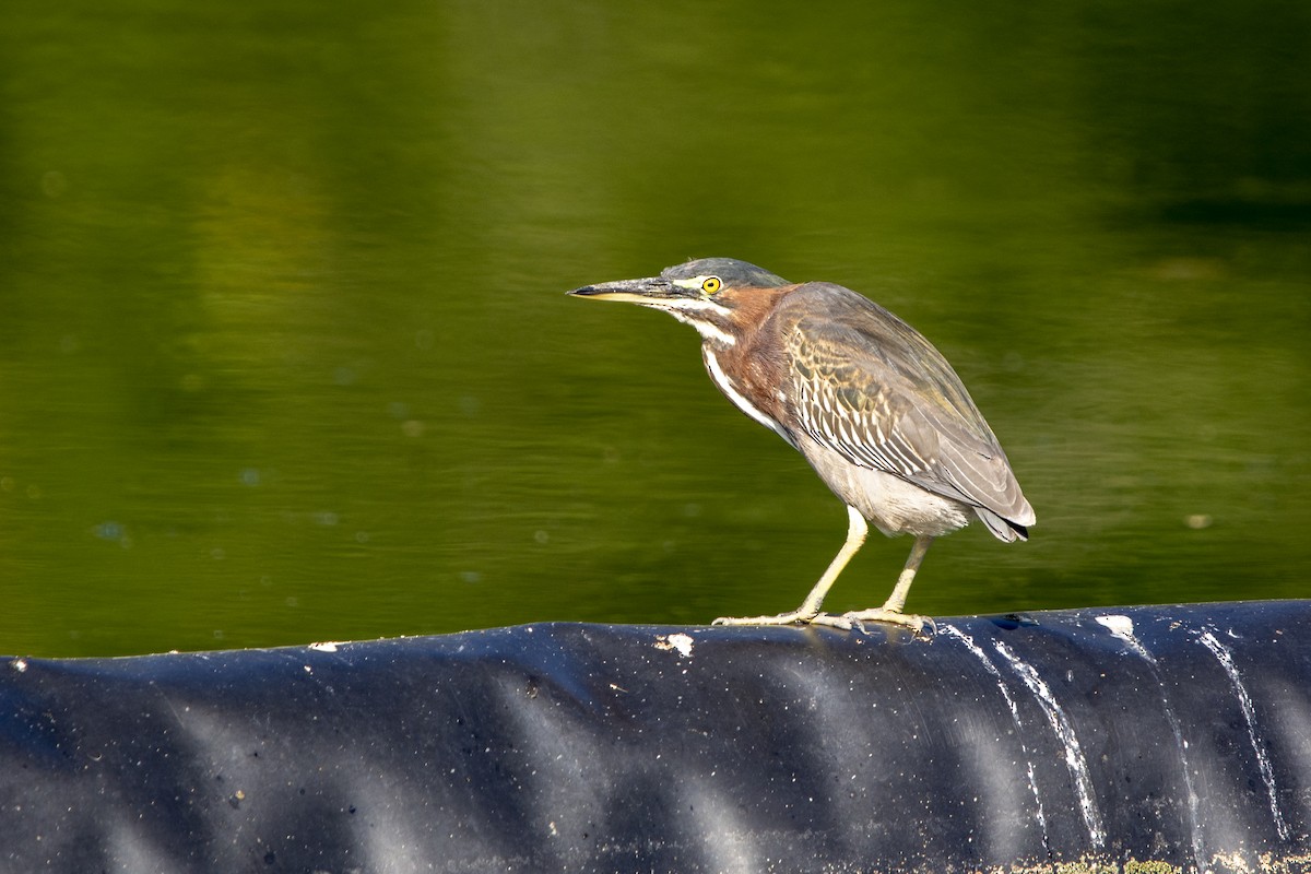 Green Heron - ML615018239