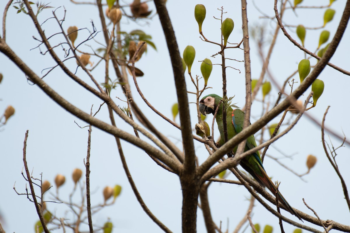 Chestnut-fronted Macaw - Victor Castanho