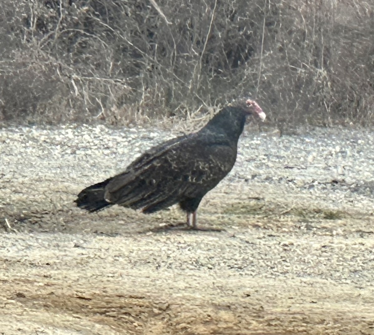 Turkey Vulture - ML615018259