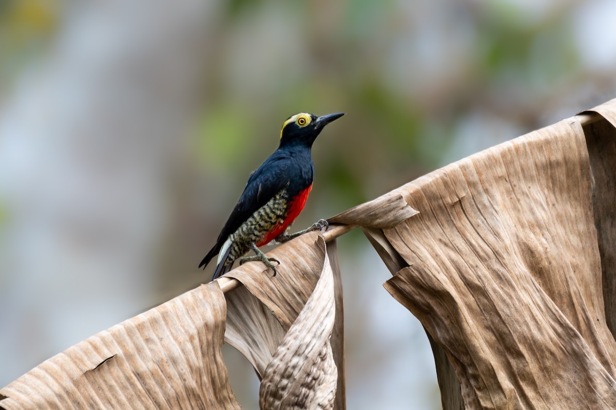 Yellow-tufted Woodpecker - Victor Castanho