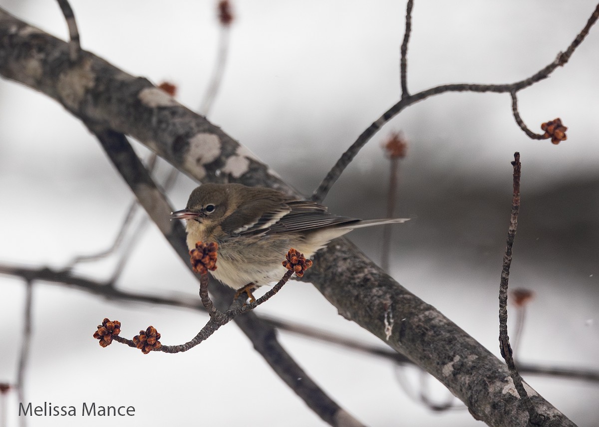 Pine Warbler - Melissa Mance-Coniglio