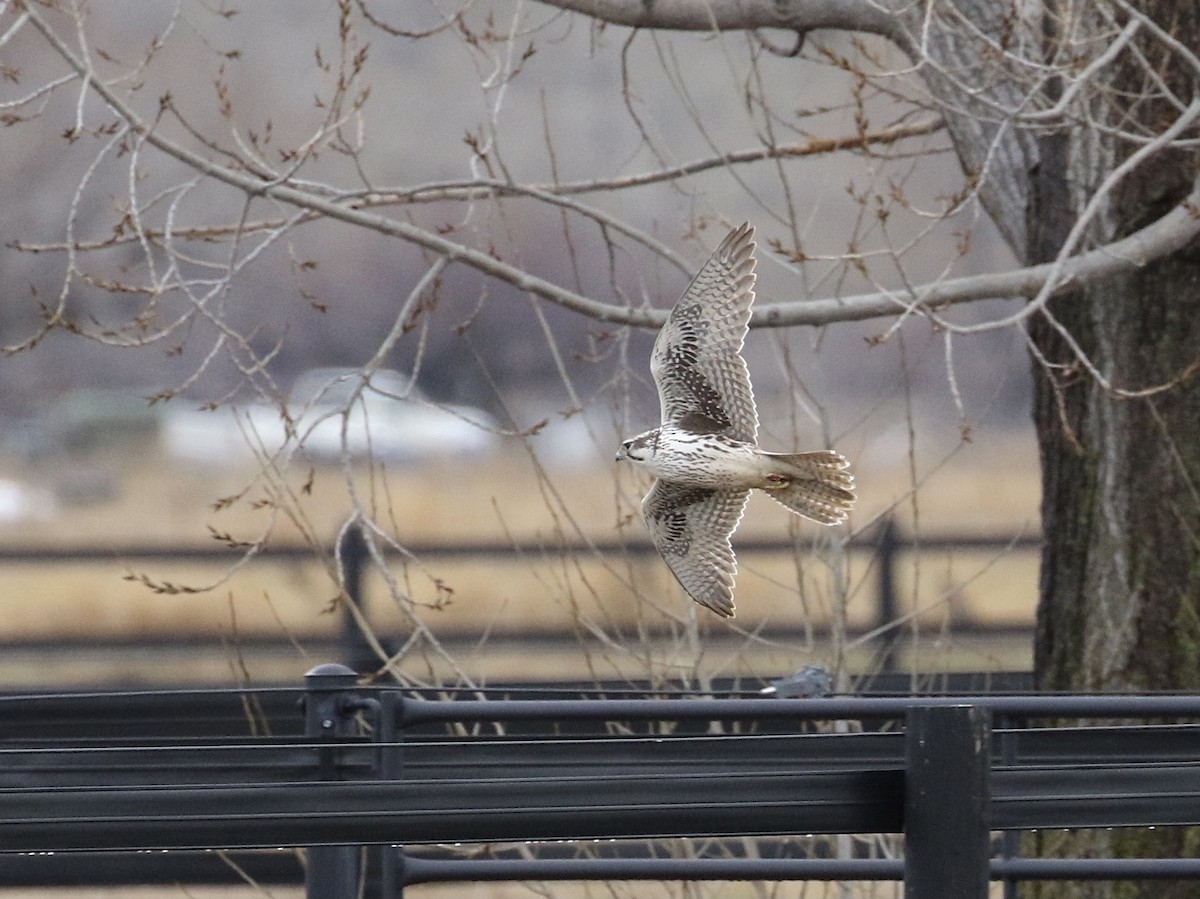 Prairie Falcon - ML615018373