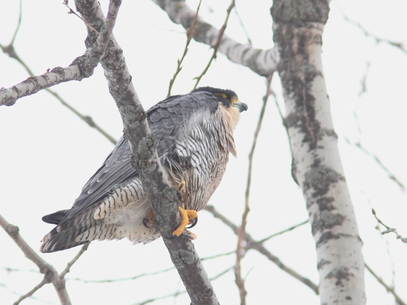 Peregrine Falcon - Alain Deschamps