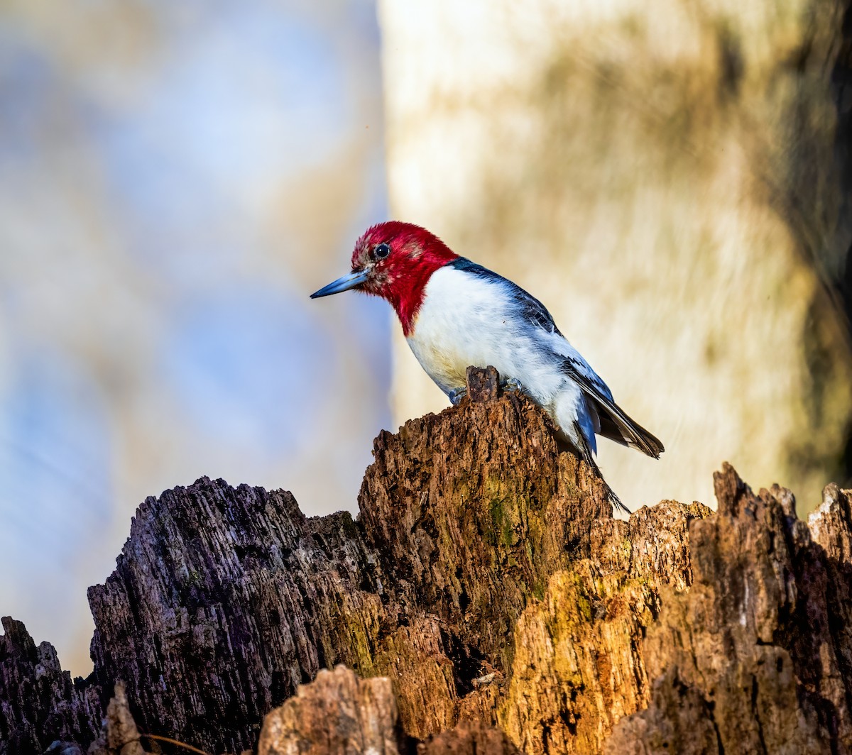 Red-headed Woodpecker - ML615018492