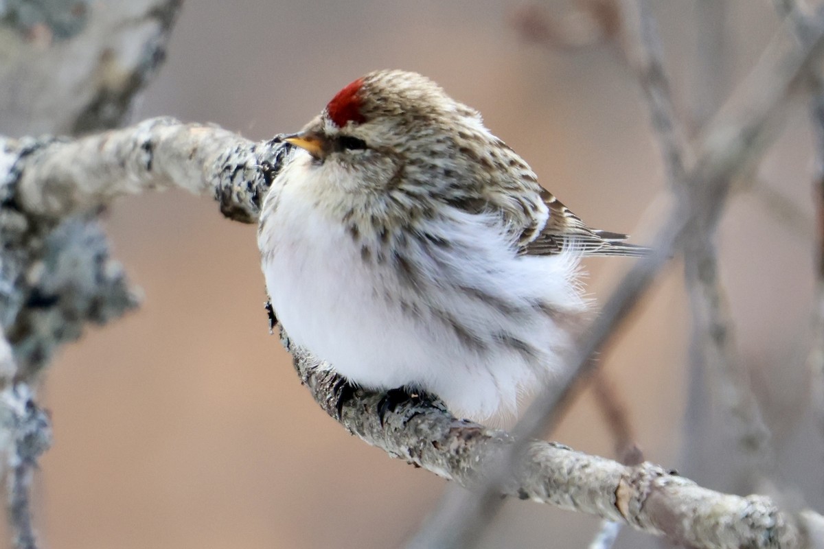 Hoary Redpoll - ML615018498