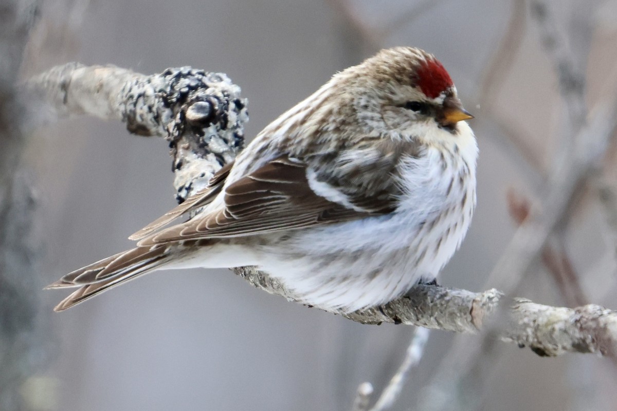 Hoary Redpoll - ML615018500