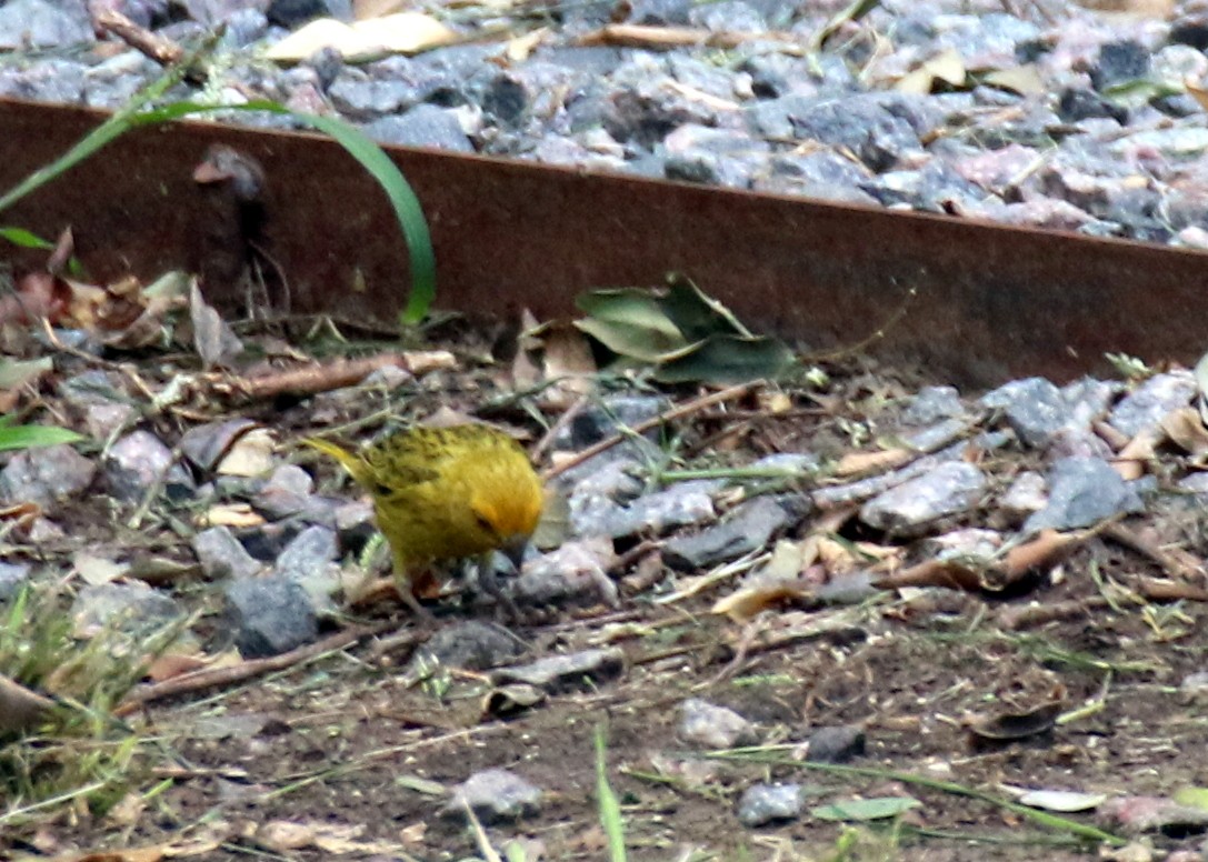 Saffron Finch (Pelzeln's) - ML615018514