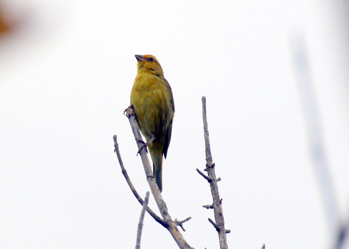 Saffron Finch (Pelzeln's) - ML615018572