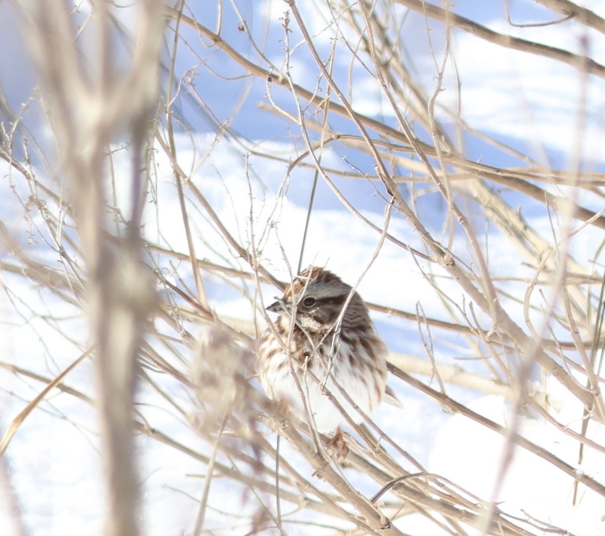 Song Sparrow - ML615018591