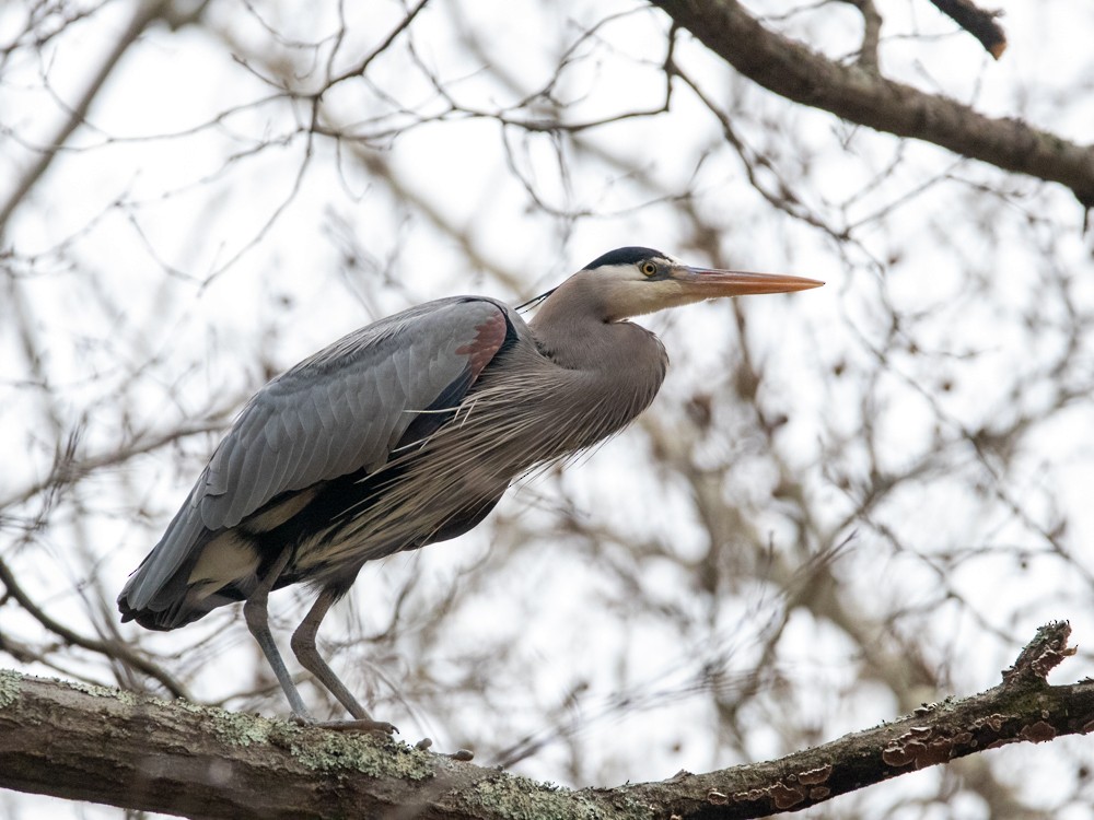 Great Blue Heron - Sarah Sato