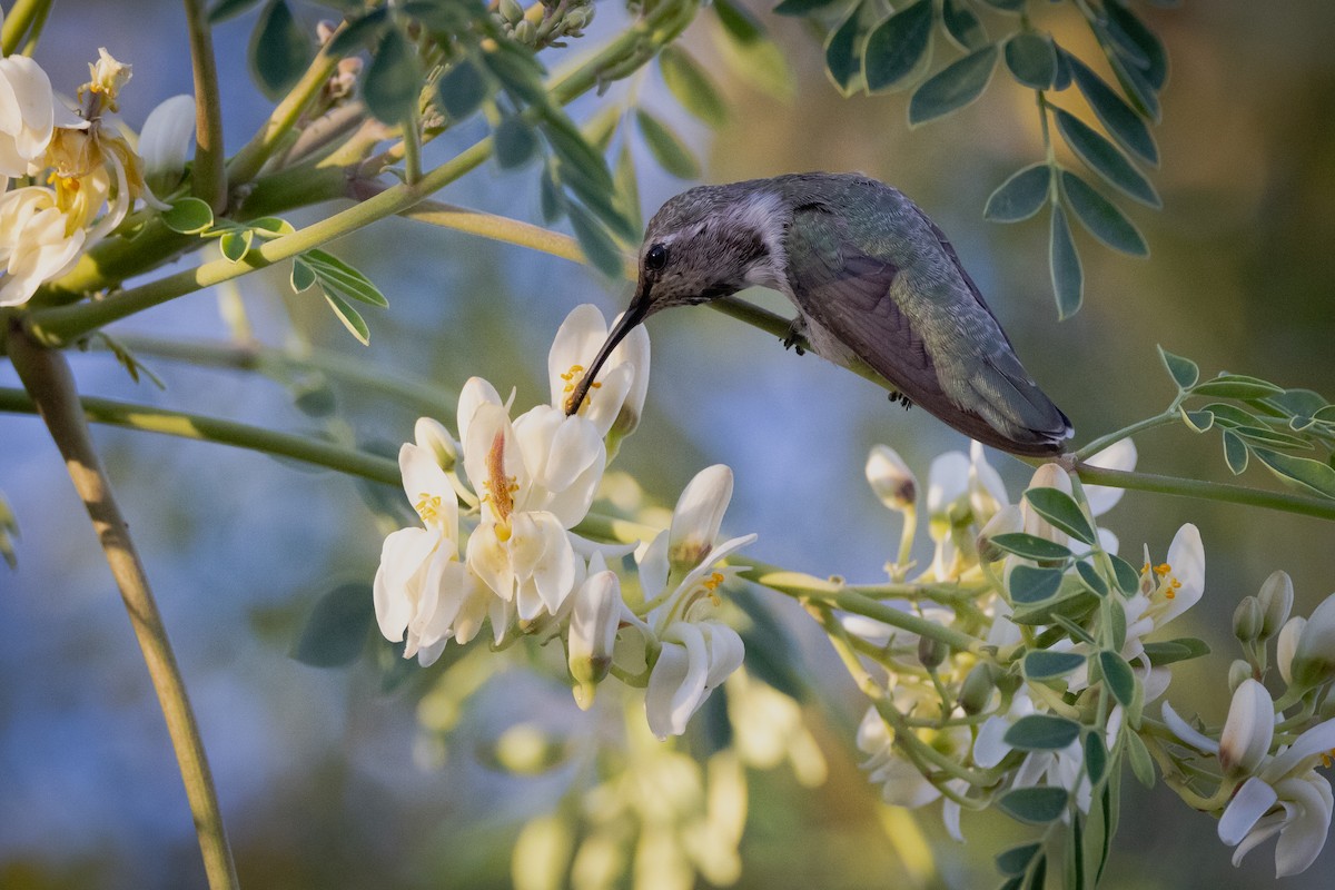 Costa's Hummingbird - Susan Brickner-Wren