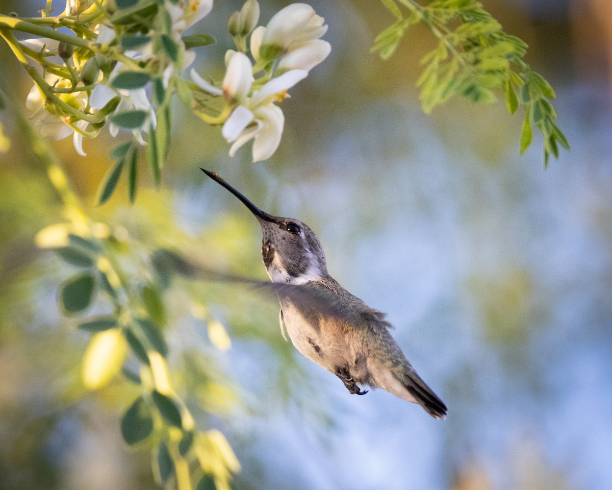 Costa's Hummingbird - ML615018765