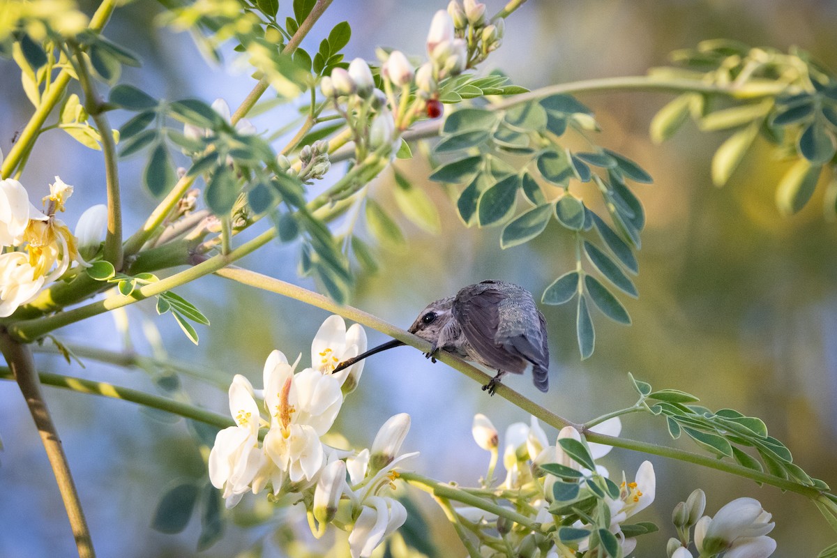 Costa's Hummingbird - Susan Brickner-Wren