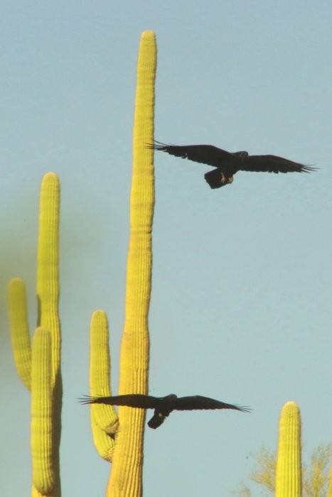 Common Raven - ML615018770