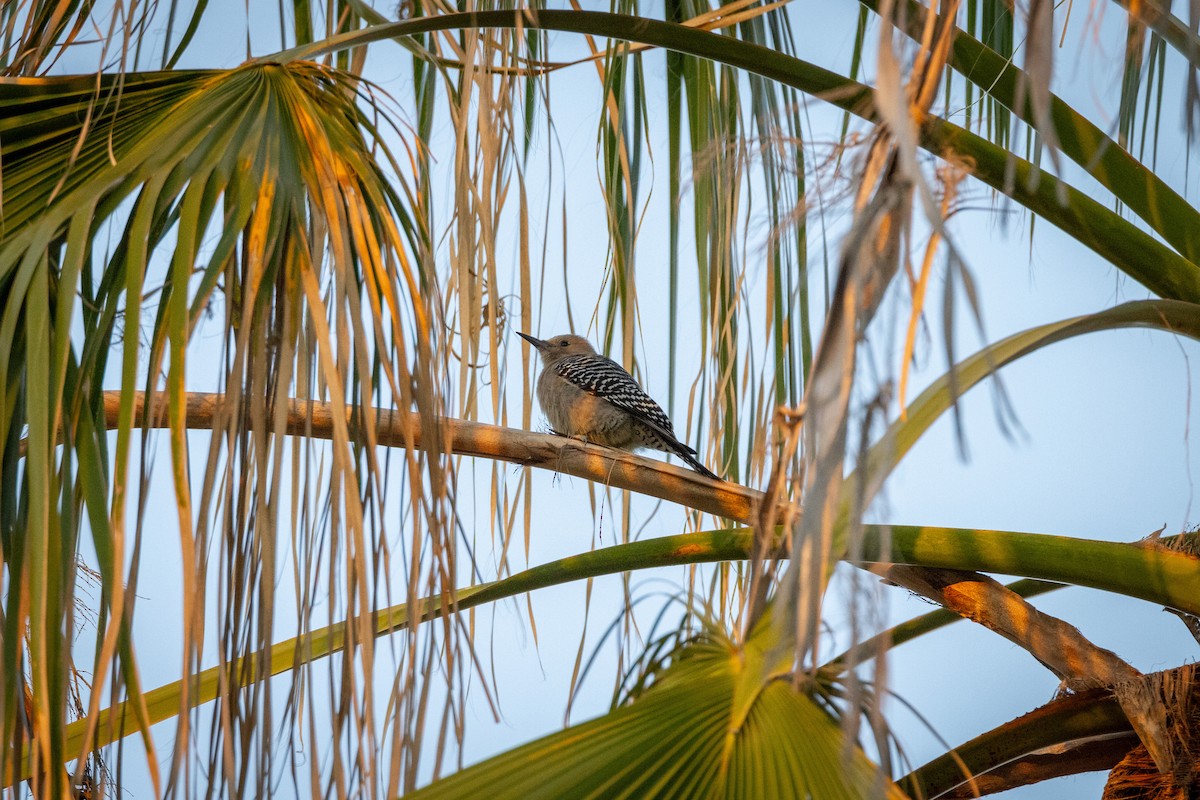 Gila Woodpecker - ML615018864