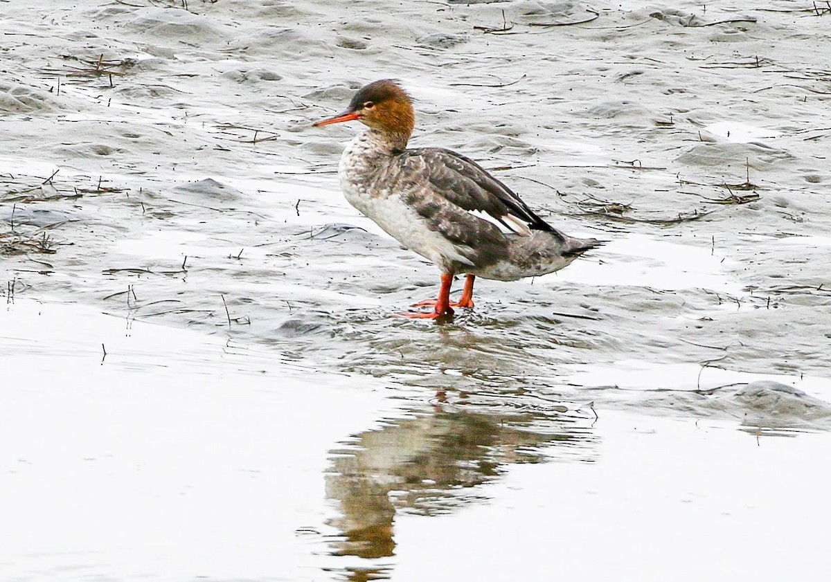 eBird Checklist - 17 Feb 2024 - San Diego River mudflats (including ...