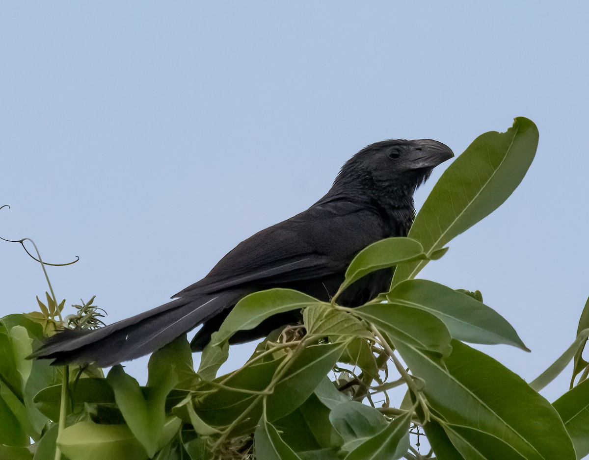 Groove-billed Ani - ML615018878