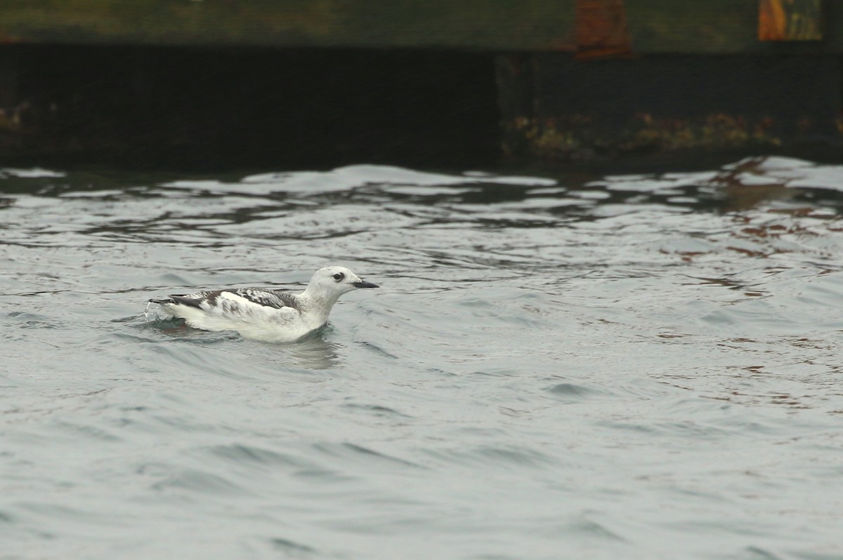 Black Guillemot - ML615019102