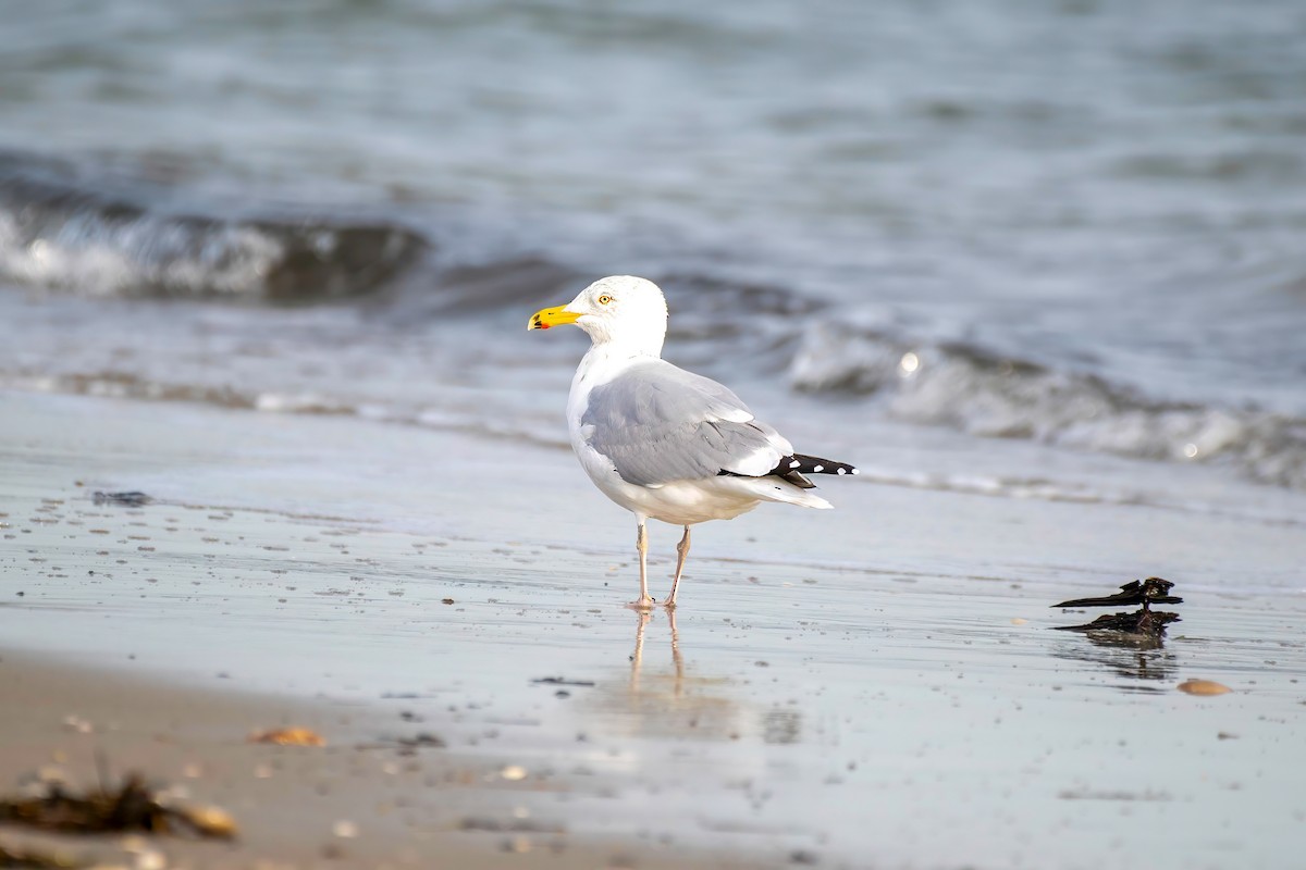 Herring Gull - ML615019125