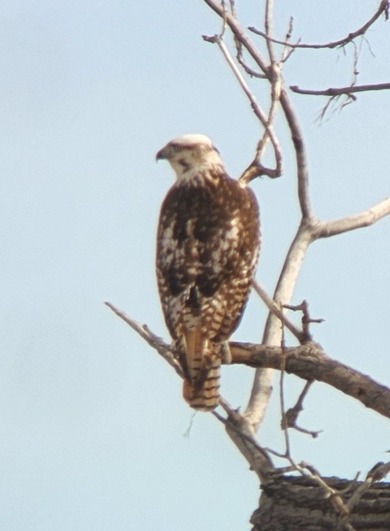 Red-tailed Hawk (Krider's) - Ajit Antony