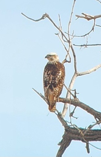 Rotschwanzbussard (kriderii) - ML615019163