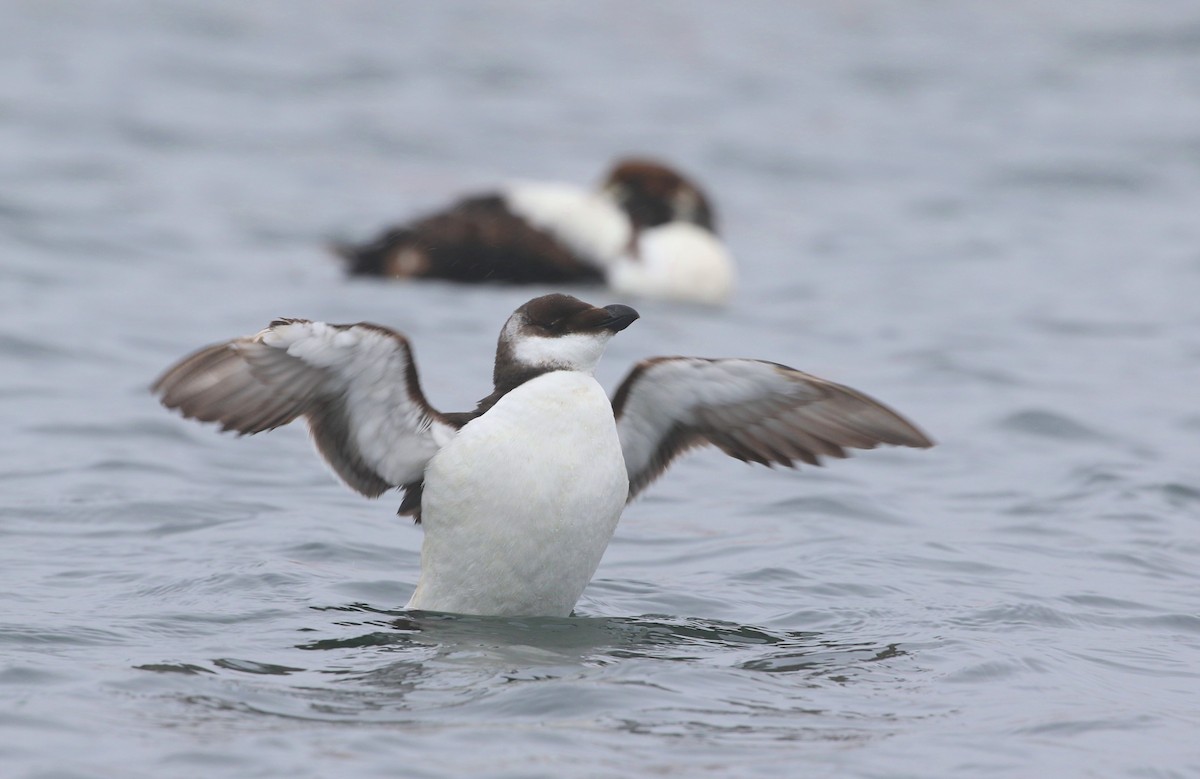 Razorbill - ML615019190