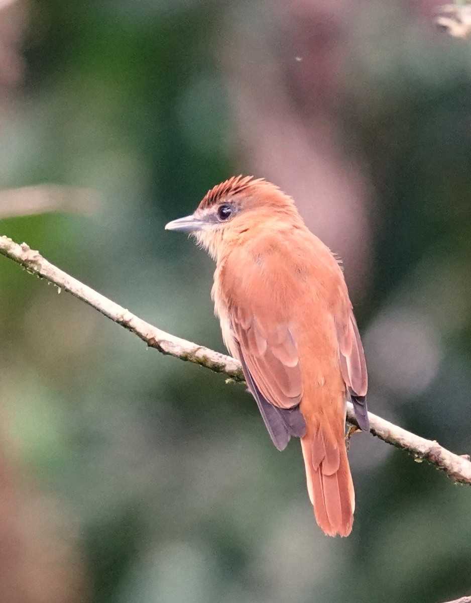 One-colored Becard - Nancy Edmondson