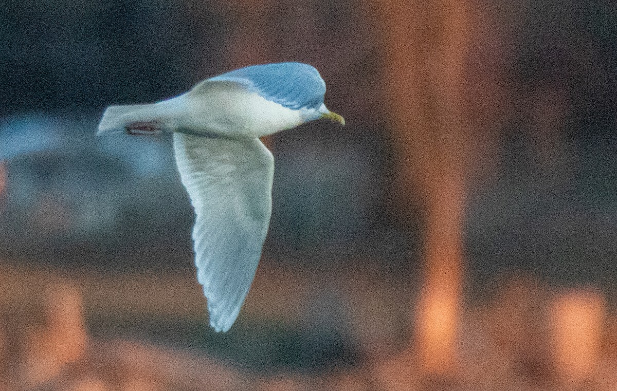 Gaviota Groenlandesa (kumlieni) - ML615019261