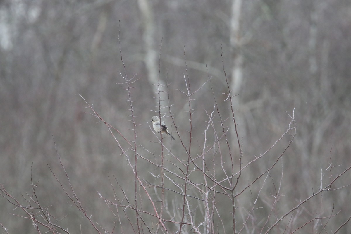 Northern Shrike - ML615019288