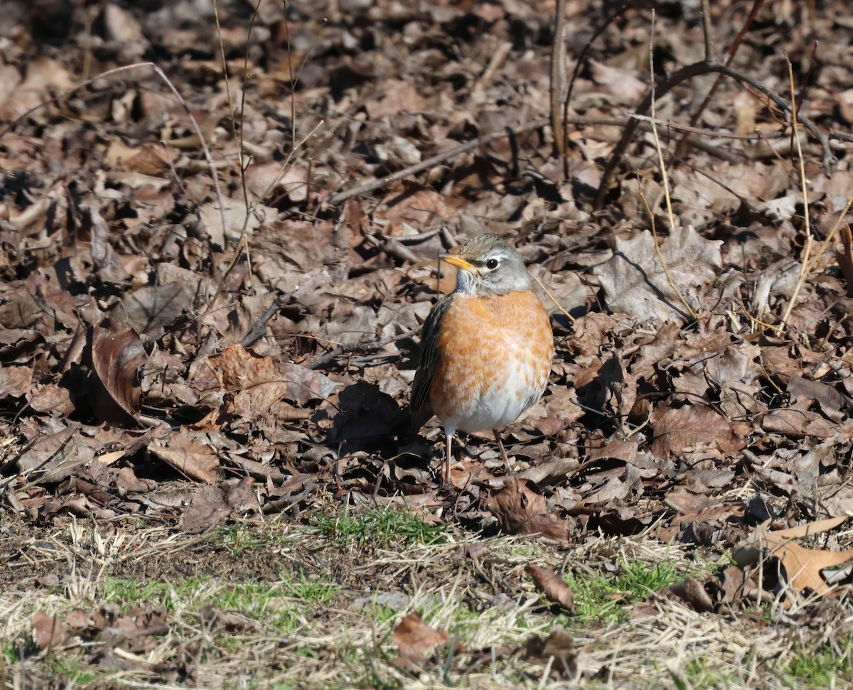 American Robin - Alex Brent