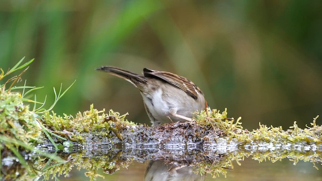 Rufous-collared Sparrow - ML615019338
