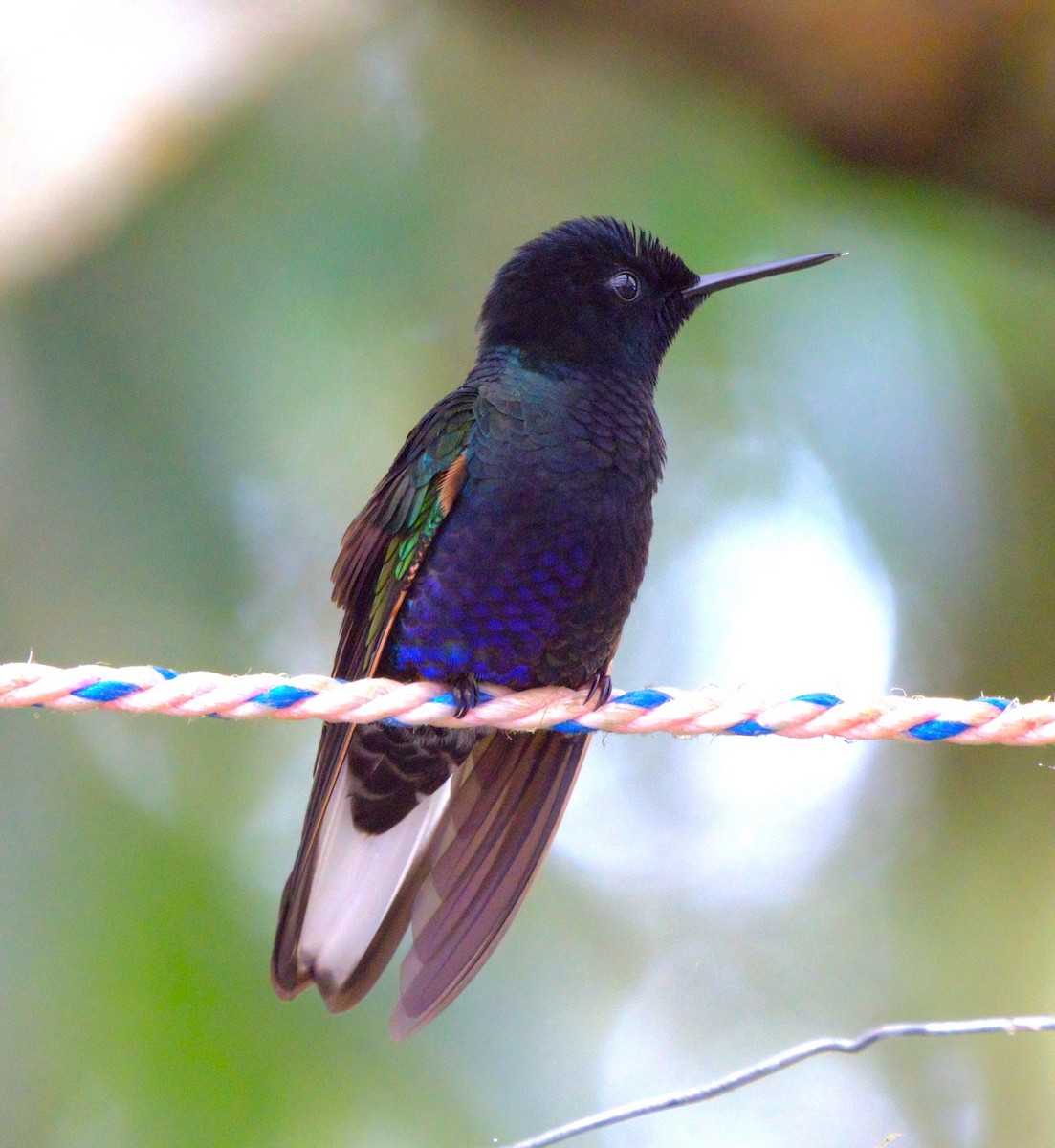 Velvet-purple Coronet - Sue Riffe